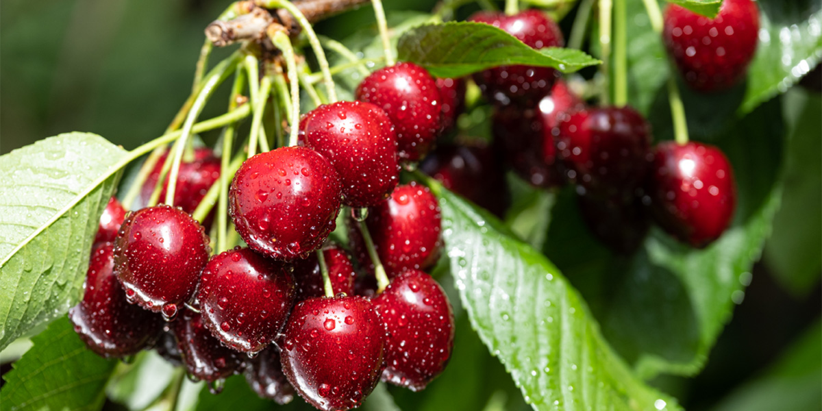 Melinda punta in alto anche con le ciliegie: volumi adeguati e qualità garantita